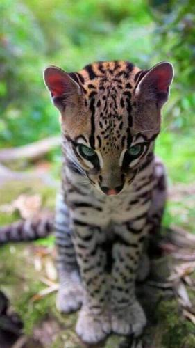 FB_IMG_1627240646136