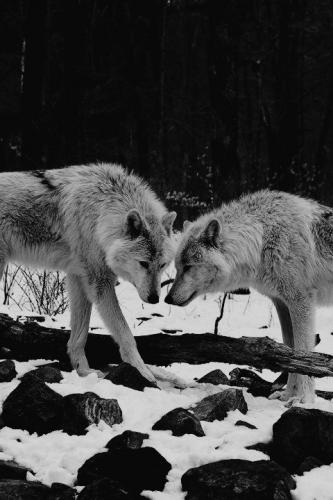 tumblr_2b08414f79878ec73032cb3f03d7b0df_72a30637_500