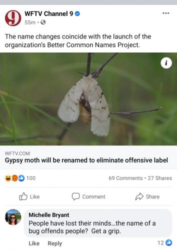 Gypsy_Moth