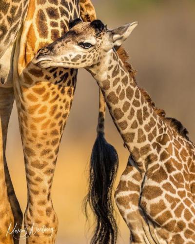 tumblr_e600d91c98463eb150995675eddfe6ec_35ba48e5_540