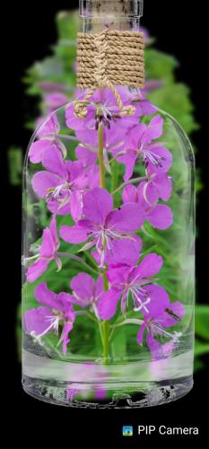 pipcamera_1626940332040