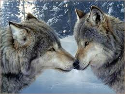 wolf-totem-relationships