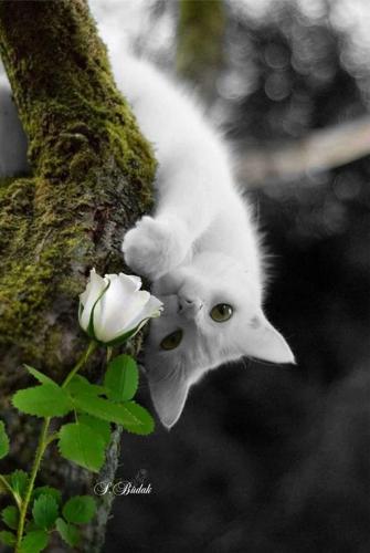 FB_IMG_1625666496534