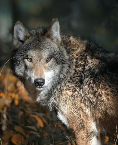 9fdbafc4384082513ad48c76c171c90e