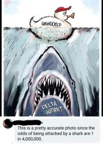 Shark Delta