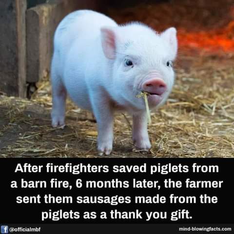 FB_IMG_1627962049250