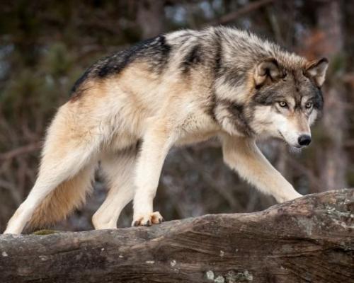 12:33:15 GMT-0500 (CDT)