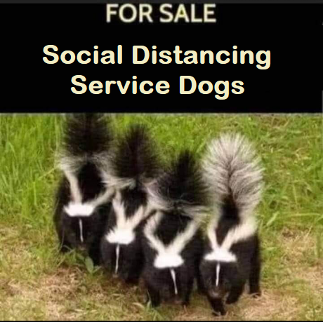 social_distancing_service_dogs