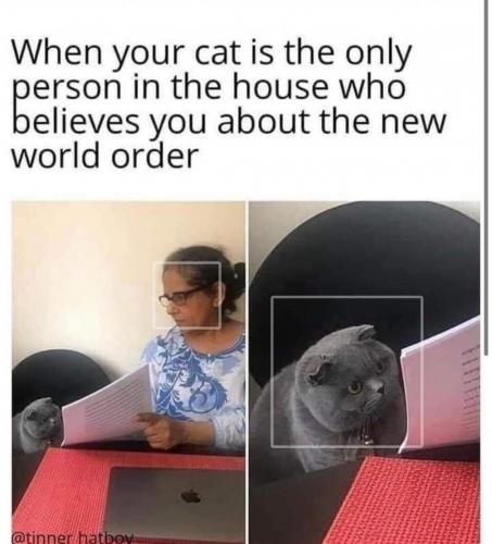cat nwo