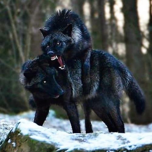 4dba179a344a2fc170550018ed061edf