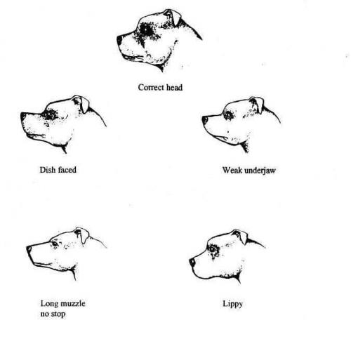 e-Ruffian.com Staffordshire Bull Terrier Kennel