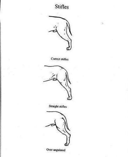 e-Ruffian.com Staffordshire Bull Terrier Kennel