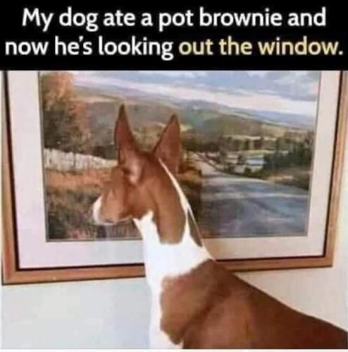 dog pot b
