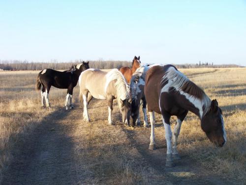 My small pony herd at the ranch