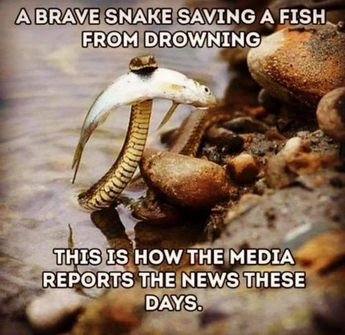 a brave snake
