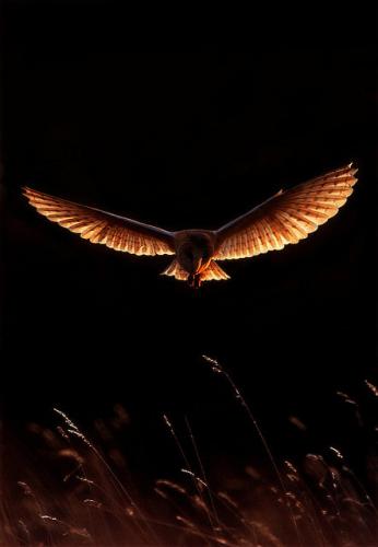 tumblr_ncm8d6g63P1s2qitso1_500