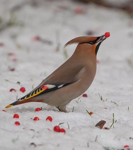 231246103_385269212976758_4532618165967382317_n