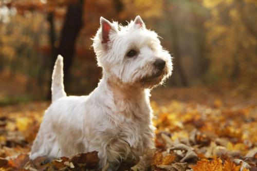 West-Highland-Terrier-4-e1547054290521