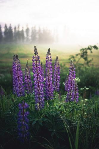 tumblr_ovgw1anKIj1rnheglo1_500