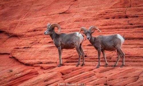 228878495_1207441603002515_5282310641145221311_n