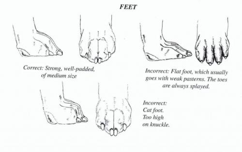 e-Ruffian.com Staffordshire Bull Terrier Kennel