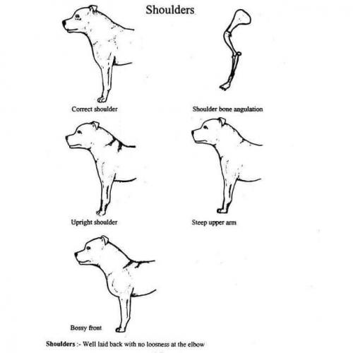 e-Ruffian.com Staffordshire Bull Terrier Kennel
