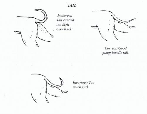 e-Ruffian.com Staffordshire Bull Terrier Kennel