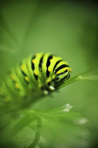 tumblr_5617a277eebce1833d49296c6ee7e27e_73a31d9b_540