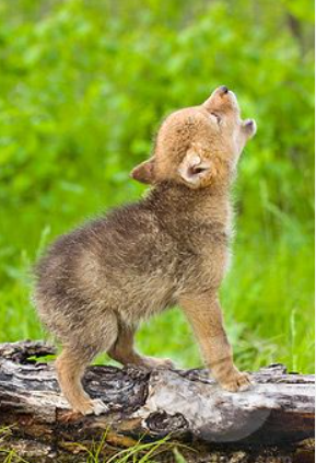 first howl