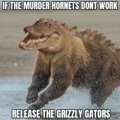 h g gators