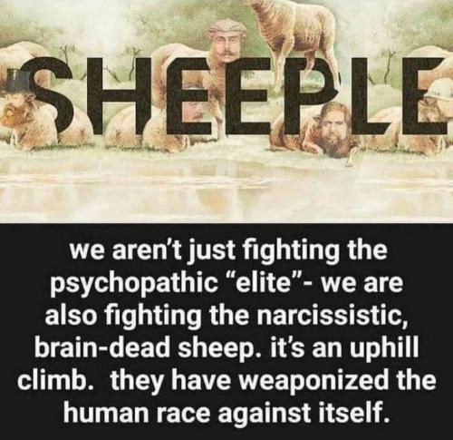 sheeple38