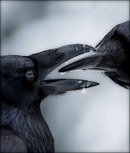 ravens