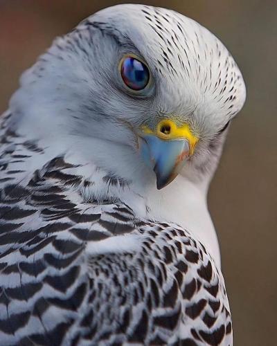 231963764_385270836309929_7283926383094262782_n