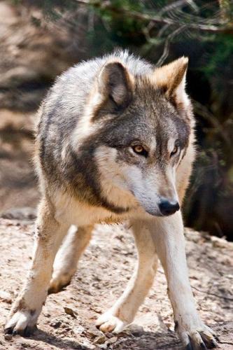 393ff39bbf519fc8ffda406b01a4b1a6