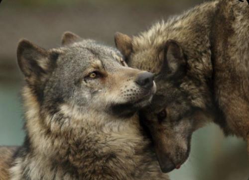 tumblr_376c9581c9c8043d0c6ca76cbbc79c2c_bf6dbde2_540