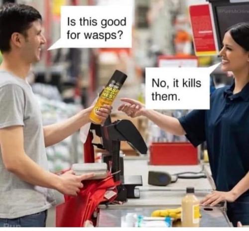 wasps