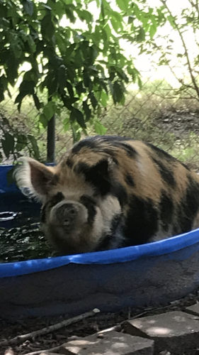 15:03:36 GMT-0500 (CDT).image