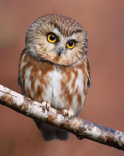 234839512_388008619369484_5097702734080513892_n