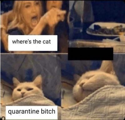 q cat