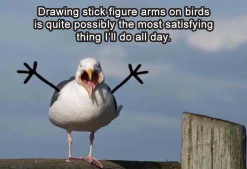 bird arms
