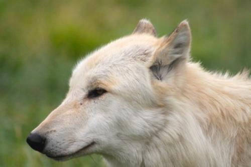 tumblr_psj10dqjP71y7cqb9o1_540