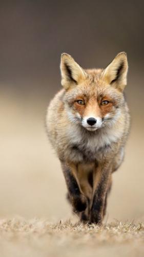 tumblr_40be7b21a1f9eeb0f646fd1ac05bf12e_7a21571e_640