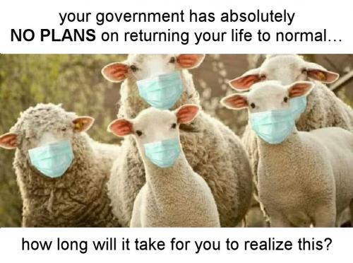 scamdemic16