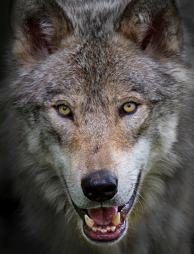 tumblr_oe9bqyqJPr1tjanhao1_400