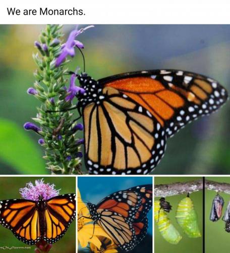 We Are Monarchs