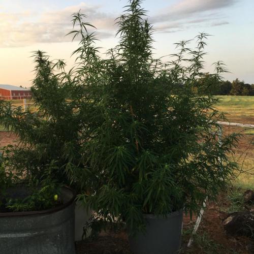 05:45:47 GMT-0500 (CDT).image