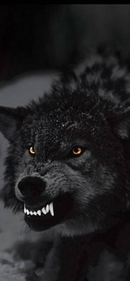 angry_wolf-a36e0c8a-f67e-31df-8c01-98d08cc24c3e