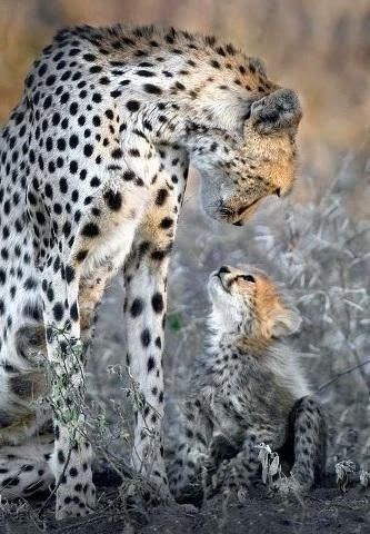 f2e8cd2276cfa39f5779497123a4d217