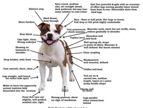 e-Ruffian.com Staffordshire Bull Terrier Kennel