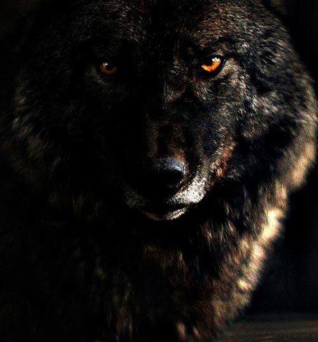 black wolf 3